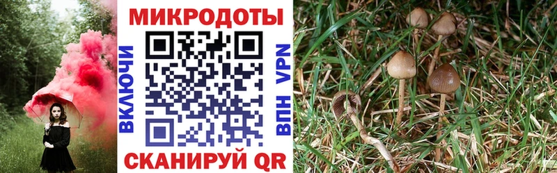 Галлюциногенные грибы прущие грибы Ельня